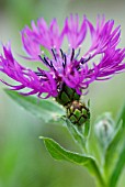 CENTAUREA MONTANA VIOLETTA