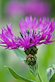 CENTAUREA MONTANA VIOLETTA