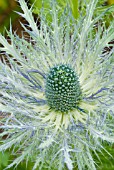 ERYNGIUM X ZABELII DONARD VARIETY EARLY STAGES OF FLOWERING