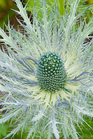 ERYNGIUM_X_ZABELII_DONARD_VARIETY_EARLY_STAGES_OF_FLOWERING