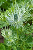 ERYNGIUM X ZABELII DONARD VARIETY EARLY STAGES OF FLOWERING