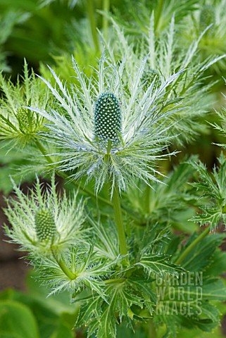 ERYNGIUM_X_ZABELII_DONARD_VARIETY_EARLY_STAGES_OF_FLOWERING