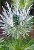 ERYNGIUM X ZABELII DONARD VARIETY EARLY STAGES OF FLOWERING
