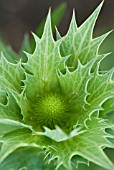 ERYNGIUM GIGANTEUM MISS WILLMOTTS GHOST EARLY STAGES OF FLOWERING