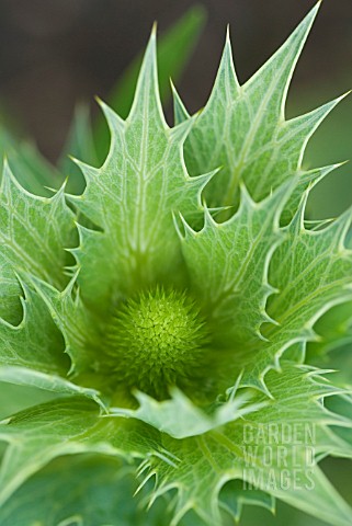 ERYNGIUM_GIGANTEUM_MISS_WILLMOTTS_GHOST_EARLY_STAGES_OF_FLOWERING