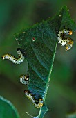 ROSE SAWFLY LARVAE