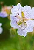 GERANIUM IBERICUM WHITE ZIGANA