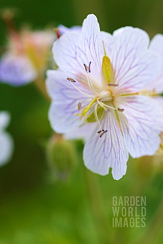 GERANIUM_IBERICUM_WHITE_ZIGANA