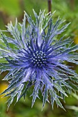 ERYNGIUM COBALT STAR