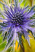 ERYNGIUM COBALT STAR