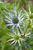 ERYNGIUM COBALT STAR