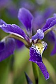 IRIS X ROBUSTA DARK AURA