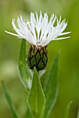 CENTAUREA MONTANA LADY FLORA HASTINGS