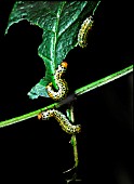 ROSE SAWFLY LARVAE
