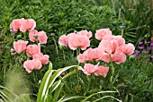 PAPAVER ORIENTALE TURKISH DELIGHT