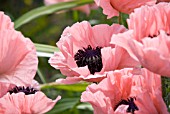 PAPAVER ORIENTALE TURKISH DELIGHT