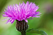 CENTAUREA HYPOLEUCA JOHN COUTTS