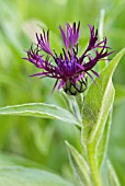 CENTAUREA MONTANA JORDY