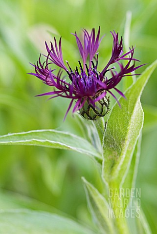 CENTAUREA_MONTANA_JORDY