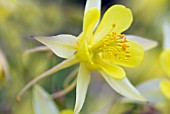 AQUILEGIA SWALLOWTAIL COLUMBINE