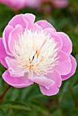 PAEONIA LACTIFLORA BOWL OF BEAUTY