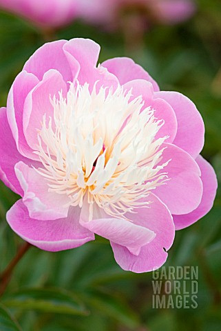 PAEONIA_LACTIFLORA_BOWL_OF_BEAUTY