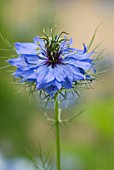 NIGELLA DAMASCENA