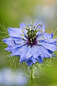 NIGELLA DAMASCENA