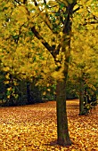 TILIA CORDATA (SMALL LEAVED LIME)