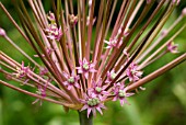 ALLIUM SHUBERTII