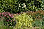 EUPATORIUM PURPUREUM WITH CORTADERIA SELLOANA AURIOLINEATA AND PANICUM VIRGATUM HEAVY METAL