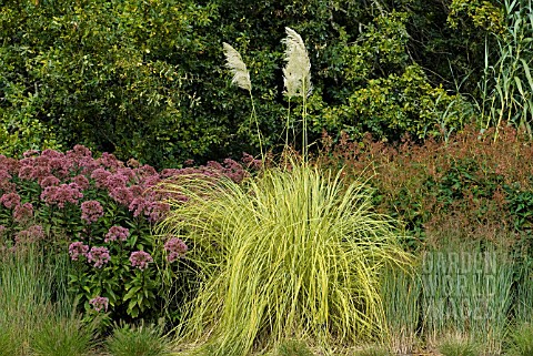 EUPATORIUM_PURPUREUM_WITH_CORTADERIA_SELLOANA_AURIOLINEATA_AND_PANICUM_VIRGATUM_HEAVY_METAL