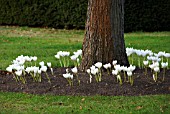 COLCHICUM SPECIOSUM ALBUM PLANTED AROUND THE BASE OF TREE