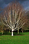 BETULA UTILIS JACQUEMONTII