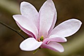 MAGNOLIA RANDY FIVE GALLON