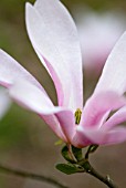 MAGNOLIA RANDY FIVE GALLON