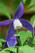 CLEMATIS ALPINA PAMELA JACKMAN