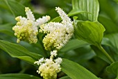 SMILACINA RACEMOSA