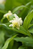 SMILACINA RACEMOSA