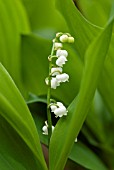 CONVALLARIA MAJALIS