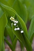 CONVALLARIA MAJALIS