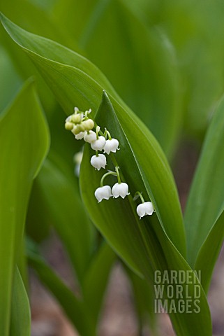 CONVALLARIA_MAJALIS