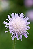 SCABIOSA ARVENSIS