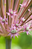 ALLIUM SHUBERTII