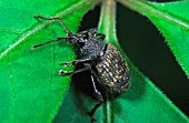 VINE WEEVIL (OTIORLYNCHUS SULCATUS)