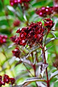 DIANTHUS BARBATUS SOOTY