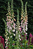 DIGITALIS PURPUREA APRICOT BEAUTY