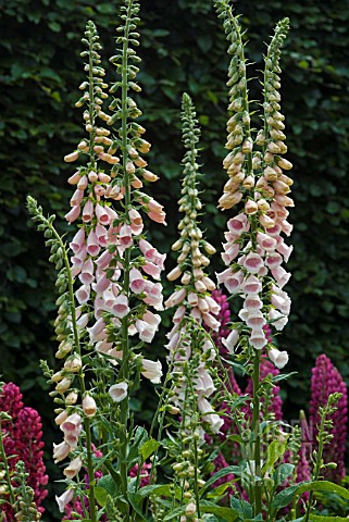 DIGITALIS_PURPUREA_APRICOT_BEAUTY