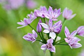 ALLIUM UNIFOLIUM