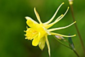 AQUILEGIA CHRYSANTHA YELLOW QUEEN